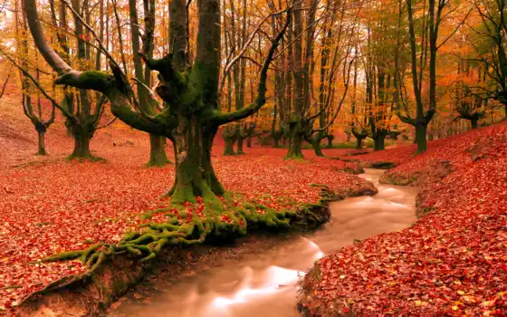лес, осень, дорога, деревья, германия, траве, зеленой, баварии, осенняя, 