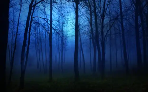 лес, ночь, осень, туман