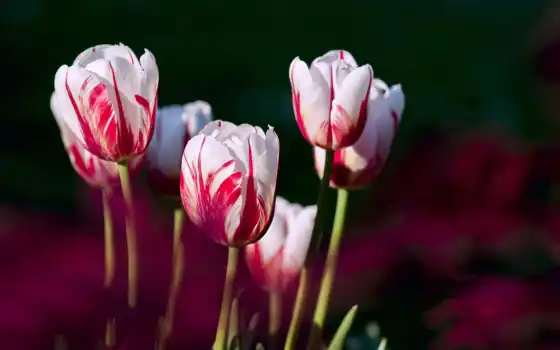 тюльпан, белый, цветное, красное, прожилок, розовый, красный, розовый, чей, фон, макри i