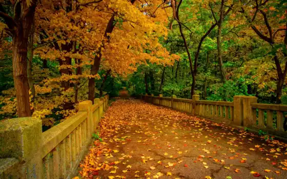 осень, лес, река, лист, для е, цвет, мост