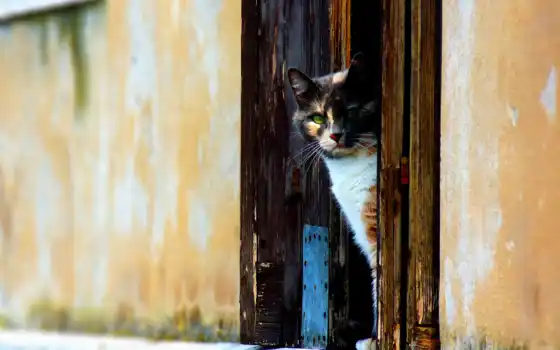 окно, кот, кошки, кошек, дверных, 