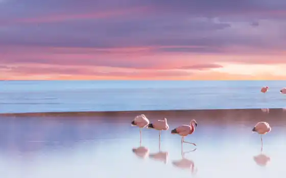 пляж, фламинго, птица