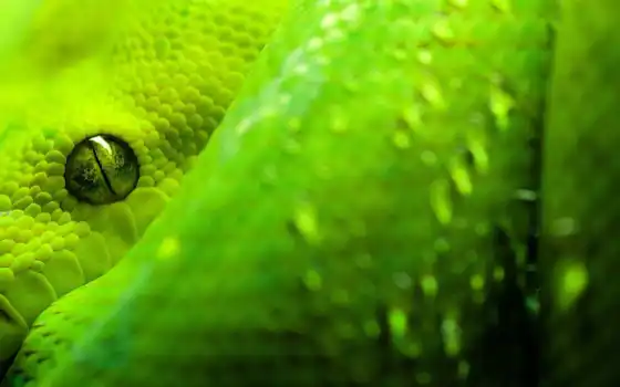 snake, зелёный, глаз