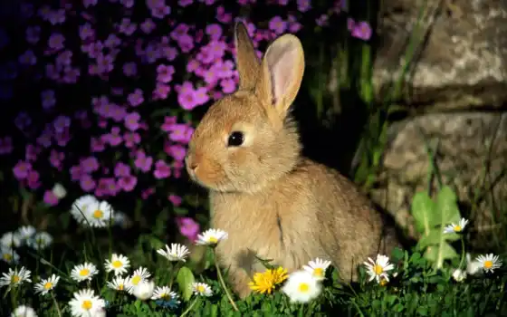 кролика, животное, лесбиянка, классный, цветник, сад, полианин