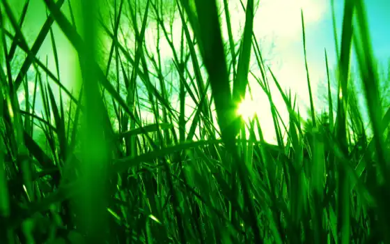 sun, зелёный, трава, сквозь, разных, небе, траву, светит, зеленую, сочную, 