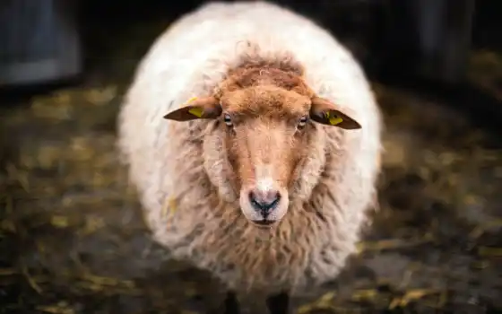 овцы, овцы, амдоит, рам, ipad, разведение, новый, кто, понятие, овцеводство, авторское право