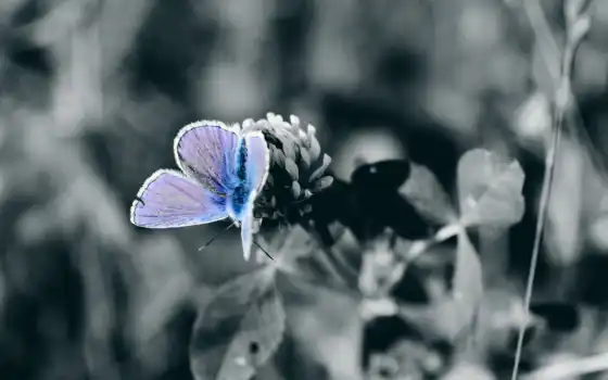 papillon, насекомое, white, black, бабочка, fond, motylka, хороший, narrow, цветы