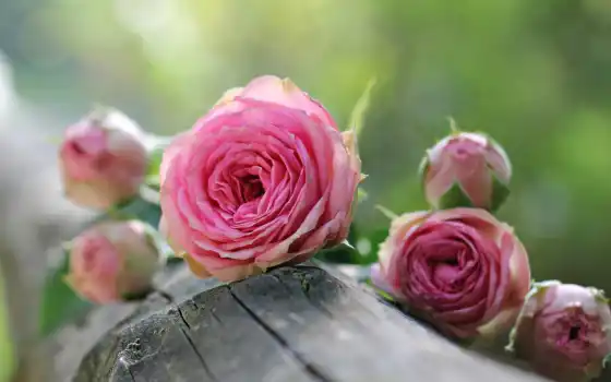 цветы, розовый, роза, взлёт, природа