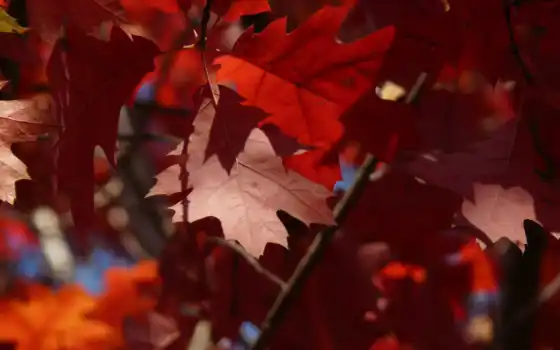 листья, рыжие, деревья, 