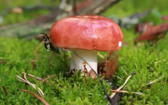 грибы, природа, mushroom, макро, 