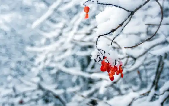 снег, cover, red, mekht, дерево, природа, focus, плод, цветы, domain