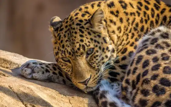 животное, леопард
