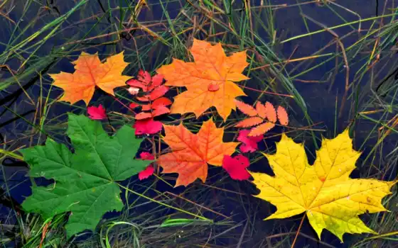 лист, цвет, клен, осень, лист, вода
