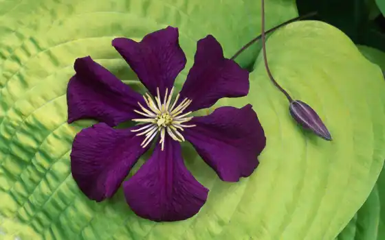 Цветы, фиолетовый