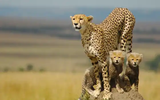 гепард, котята, семья, мама, хищник, 
