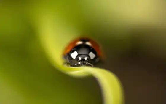 ladybug, leaf, ipad, desktop, изображение, картинка, мини, 