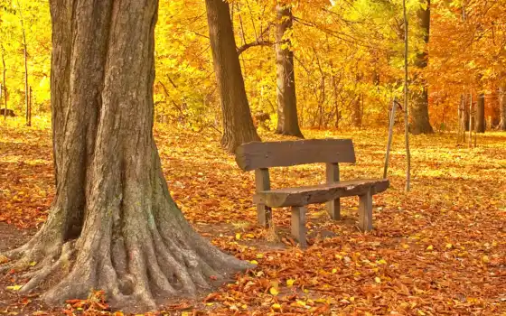 лист, осень, древесина, скамейка, плет, клен, парк, кожа