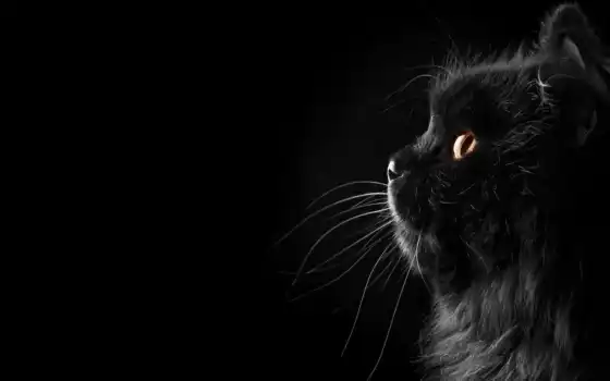 black, кот, черная, profile
