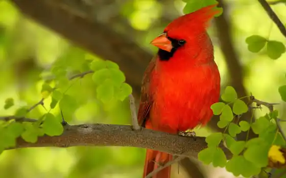 птица, кардин, красный