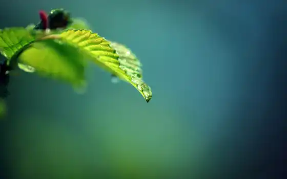 green, leaf, drop, 