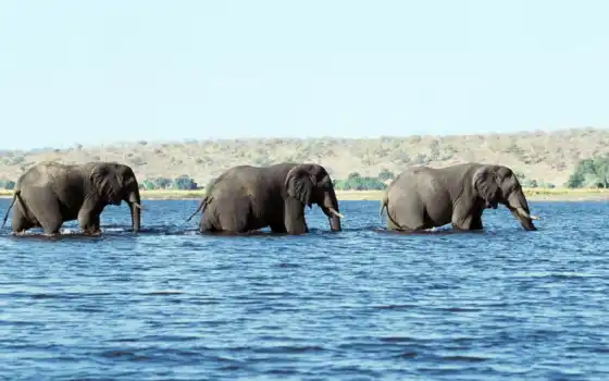 слоны, животные, слон, воде, 