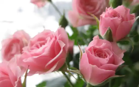 розы, цветы, букет, розовый, 