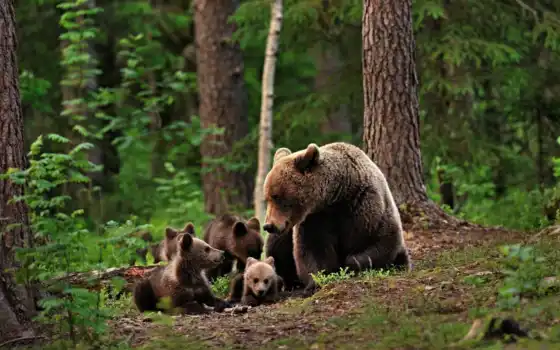 лес, taiga, медведь, funart, заседание, animal