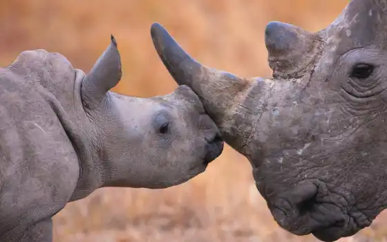 носорога, смазливые