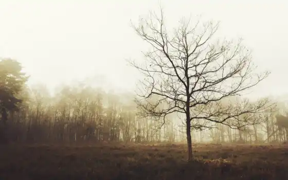 дерево, растительность, лес, поле, передний, природа, утро, туман, атмосферный, явление, деревянный