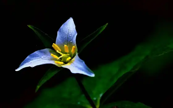 commelina, wikipediadayflower, often, one, лепесток, shy, есть, weedsoboi, yellow, цветы, тыква