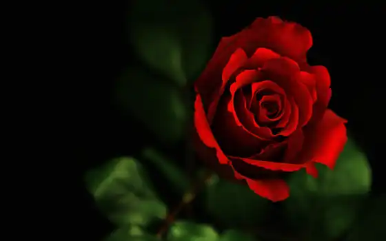красное, розы, цветы, фотографии,