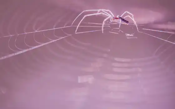 паук, web
