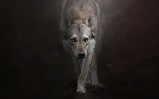 охота, волчья собака, мобильник, волк