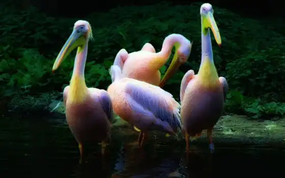 животные, вода, пеликаны, пеликаны, размер, подобранные, байты, резолюция, стайка, разноцветные, сберегательные, цветные, глотканов, настольные, розовые,