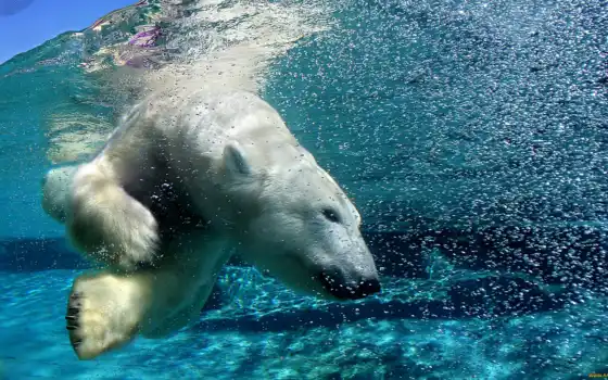 медведь, белый, водой, под, арктика, 