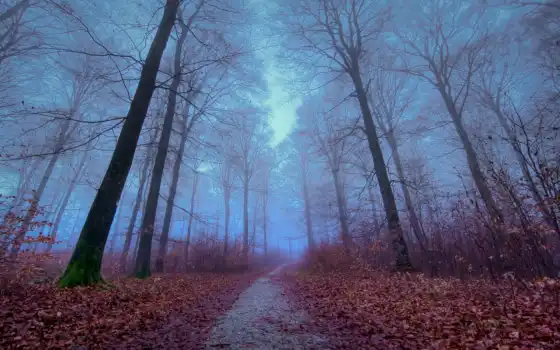 туман, лес, осень, галерея,