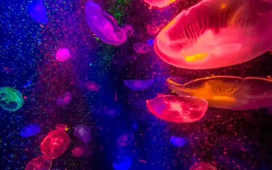 медузы, миро, под водой, пурпура, беспозвоночные, голые, cnidarium