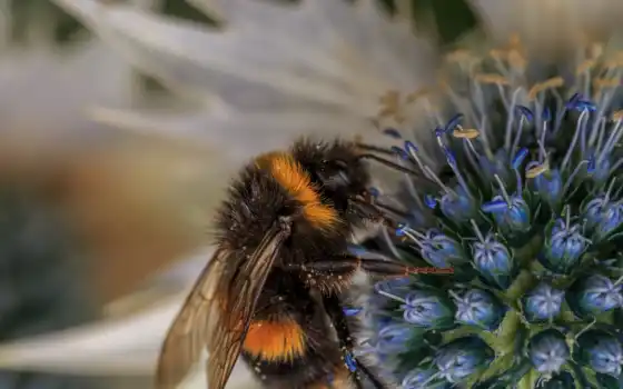 пчелка, трава, makryi, мед, цветы, зелёный, забор, природа