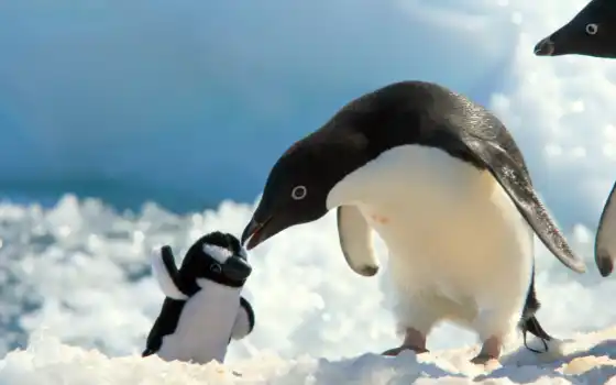 снег, высоком, пингвины, пингвин, 