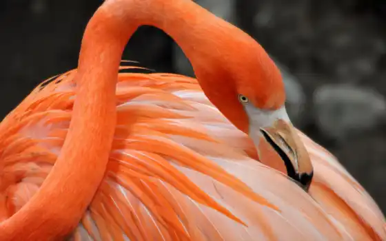 фламинго, птица, happy, розовый, ahşap, animal, great