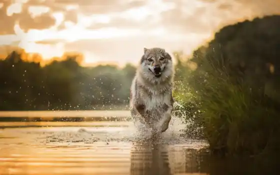 бег, собака, вода, волк, животное, природа