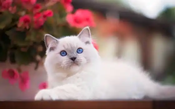 кот, глаз, синий, тряпичная кукла, животное, котенок, белый, милый