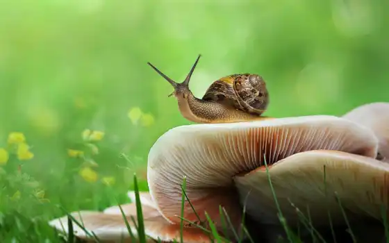 грибы, улитки, snail, боке, zhivotnye, бесплатные, трава, зелёный, картинка, 