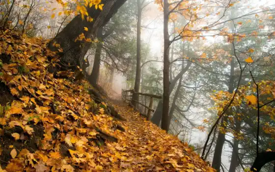 ретро, лес, осень, кол, парк, фото, природа, горный