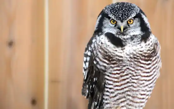 обои на рабочий стол, красивые картинки, картинки для ipad, обои для android