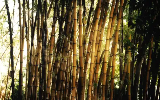 бамбук, живой, живой,