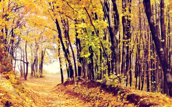 фотографии, осень, пин, пара, подвижные деревья, лос, ли принадлежности,