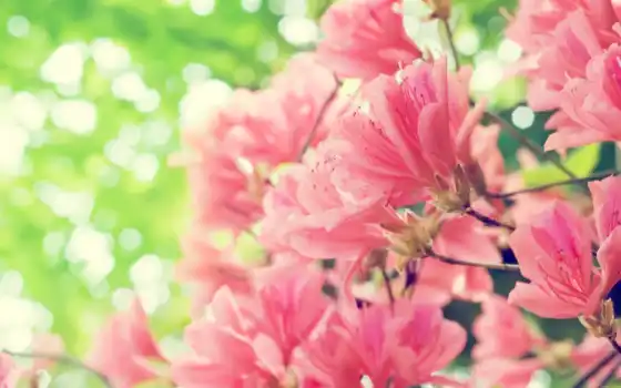 весна, цветы, розовые, 