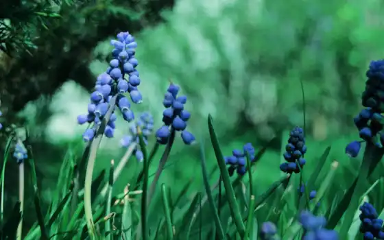 цветы, синие, мускари, растительность, макро, трава, 
