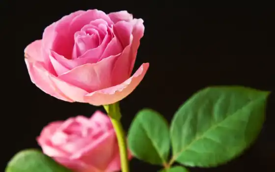цветы, розы, black, flowers, розовые, натали, розовый, авиация, абстракция, natalia, 